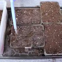 Переносим наши семена в отдельные емкости