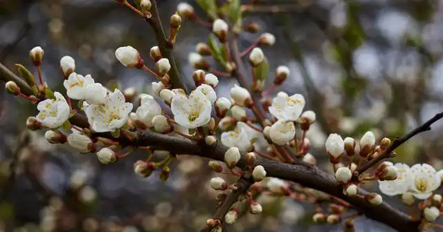 Сажают яблоню, как и почти все плодовые культуры, и весной, и осенью. Во многих случаях сроки посадки зависят от субъективных факторов