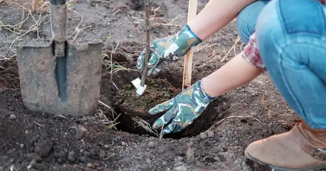 Чем больше будет взрослое дерево, тем крупнее должна быть яма.