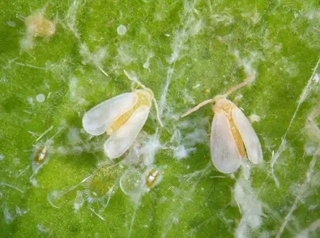 Белокрылка