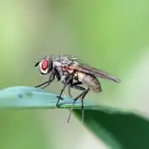 Капустная муха