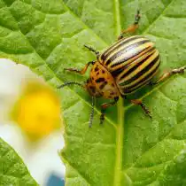 Колорадский жук