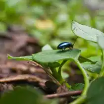 Крестоцветные блошки