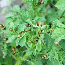 Личинки колорадского жука