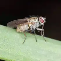 Луковая муха