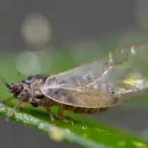 Морковная листоблошка