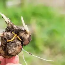 Проволочник