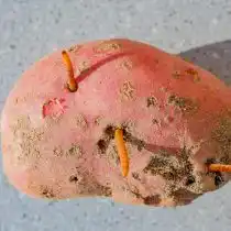 Личинки жука-щелкуна