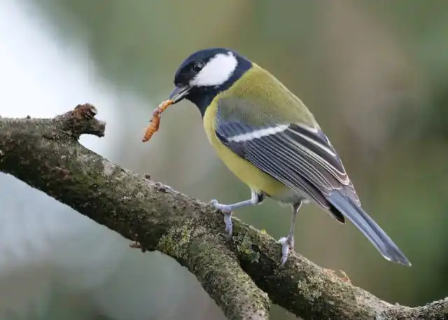 Очень помогают нам в борьбе с огородными и садовыми вредителями насекомоядные птицы, например синицы