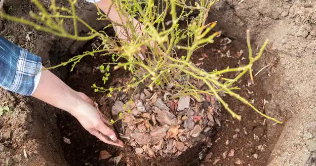 Посадочные ямы для голубики должна быть 40-50 см в глубину при ширине до 80-100 см, поскольку корневая система у неё залегает неглубоко.