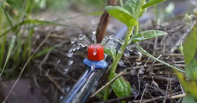 Если вы избежите этих основных ошибок при посадке голубики, дальше кусты достаточно быстро приживутся и тронутся в рост.