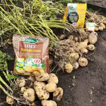 «ОМУ вносим при подготовке грунта перед посадкой