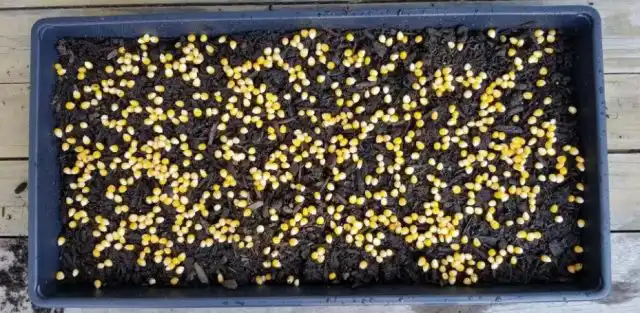 Чтобы посадить кукурузу, заполните контейнер примерно на 5 сантиметров почвой. Рассыпьте зерна по влажному субстрату. Присыпьте слоем грунта толщиной около 2 сантиметров. Пролейте водой и дайте ей стечь © micro-sad