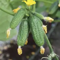 Огурец «Атос F1»