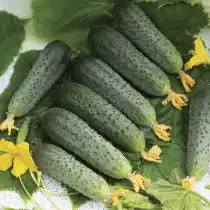 Огурец «Форсаж F1»
