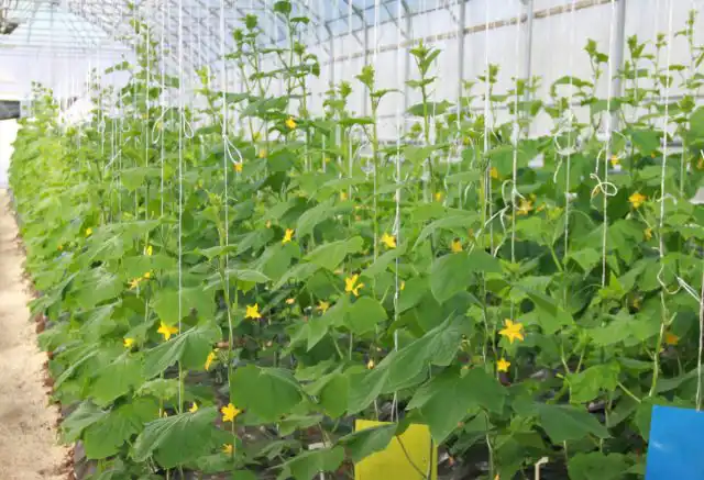 Любое селекционное достижение – это результат долгой и кропотливой работы селекционеров, которые вложили в него свои душу, терпение, а самое главное, знания