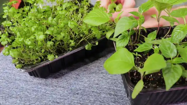 Пикировка перцев и сельдерея по правилам