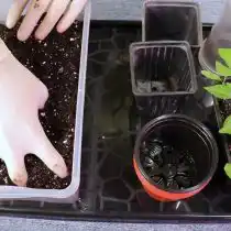 Подготовьте грунт и горшочки для пересадки рассады перцев