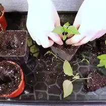 Корневой ком рассады перцев помещают в подготовленные лунки в отдельных ёмкостях