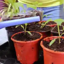 После пересадки присыпьте рассаду землей. Затем пролейте водой