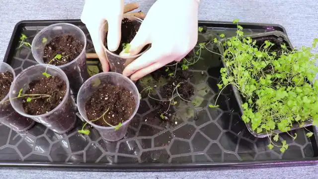 Пикировка корневого сельдерея