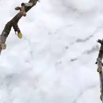 Почки смородины
