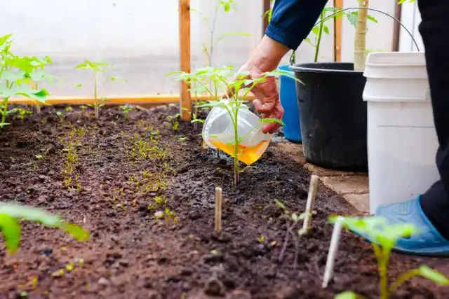 Во время всего вегетационного периода у растений меняются «приоритеты» в питании