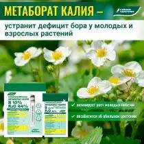 Очень полезно провести во время бутонизации и цветения полив или опрыскивание растений метаборатом калия