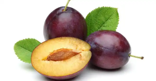 Скарификация ускоряет прорастание также мелких семян боярышника, малины, ежевики и многих других традиционных видов.