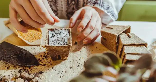 Чаще всего используют холодную стратификацию. Для этого семена смачивают и во влажной ткани помещают на 1-2 месяца на нижнюю полку холодильника или прямо в сугроб на участке