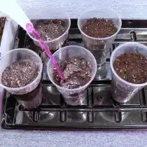 Разложив и слегка утрамбовав в стаканчиках грунт, поливаем его марганцовкой