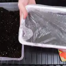 Затем накройте емкость пластиковой крышкой или пищевой пленкой