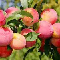 Слива уссурийская сорт "Подарок Чемала"