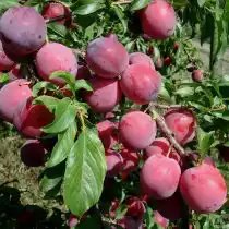 Слива уссурийская сорт "Содружество"