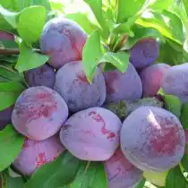 Слива уссурийская сорт "Сувеник Востока"