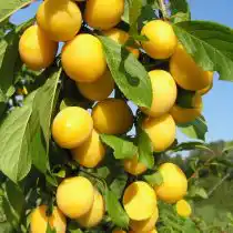 Слива уссурийская сорт "Жёлтая Хопты"