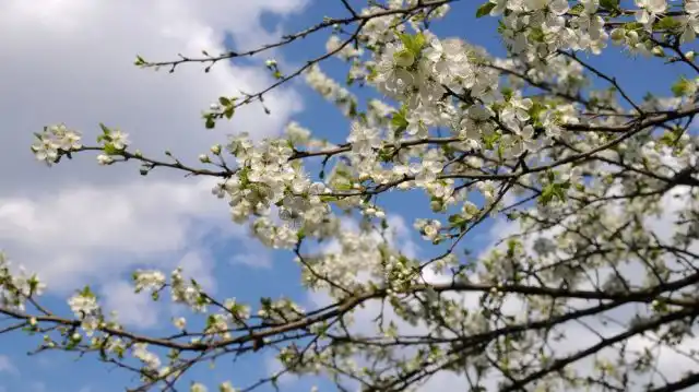 Цветение уссурийской сливы