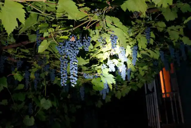 Мои впечатления от винограда мукузани