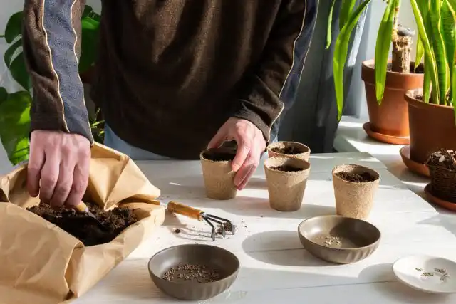 Если дальнейшая пикировка не предполагается, то семена томатов высевают сразу в отдельные ёмкости