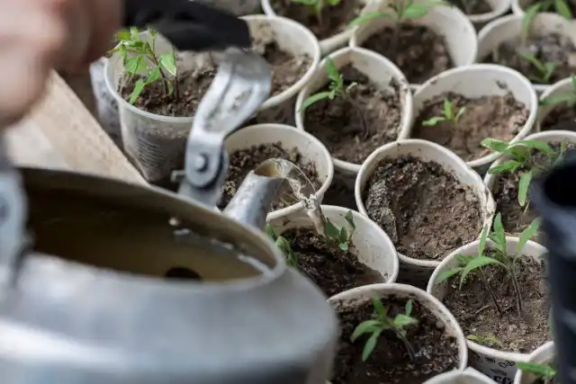 Особое внимание на начальном этапе нужно уделить поливам рассады томатов