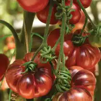 Томат «Черничный десерт»