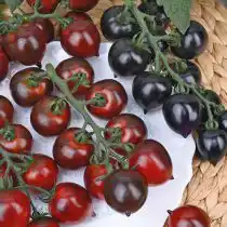 Томат «Чёрный дракон F1»