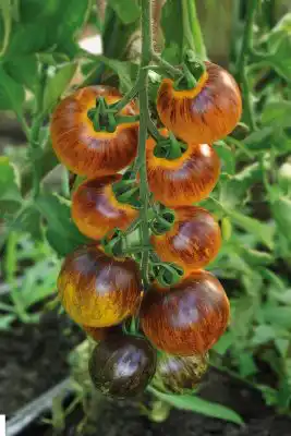 Томат «Китайский фонарик»