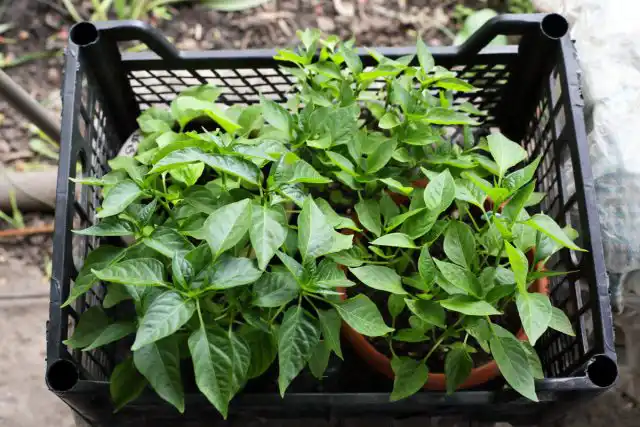 Хотя бы нескольких ночей перед посадкой рассада перца должна провести на улице