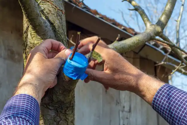 Обязательное условие — размещать зону прививки не дальше 20 см от ствола