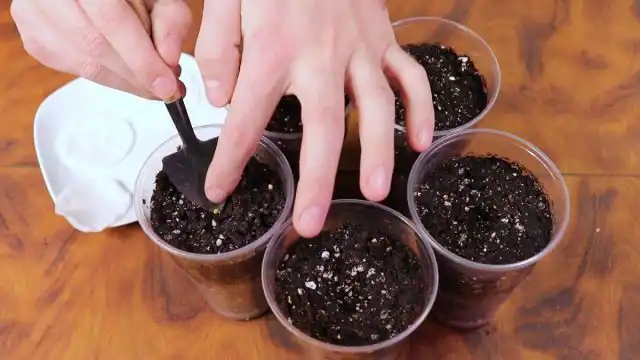 Посев семян баклажанов