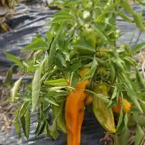 Перец сладкий «Каппи медовый», куст