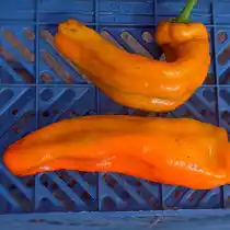 Перец сладкий «Аконкагуа»