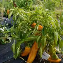 Перец сладкий «Аконкагуа», куст