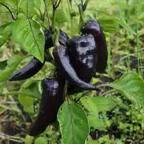 Перец сладкий «Маркони пурпурный», куст